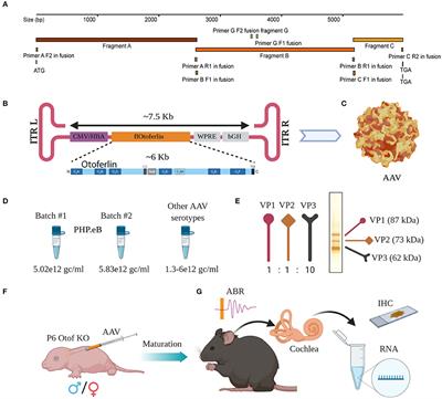 Overloaded Adeno-Associated Virus as a Novel Gene Therapeutic Tool for Otoferlin-Related Deafness